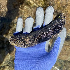 Holothuria atra