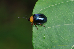 Morphosphaera caerulea