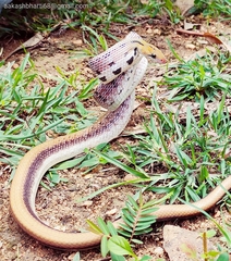 Coelognathus helena
