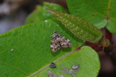Choreutis minuta
