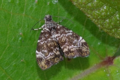 Choreutis minuta