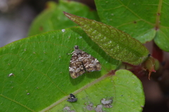 Choreutis minuta