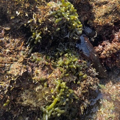 Codium edule