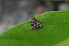 Choreutis minuta