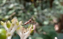 Irantha