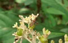 Irantha