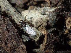 Lipoptena depressa
