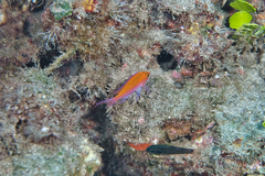 Nemanthias bicolor
