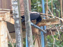 Corvus macrorhynchos