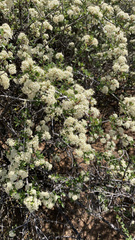 Ceanothus cordulatus
