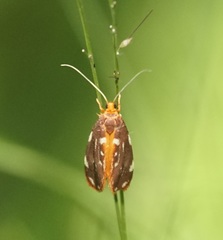 Lactura caminaea