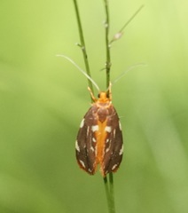 Lactura caminaea