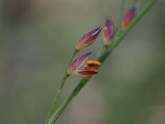 Panicum simile