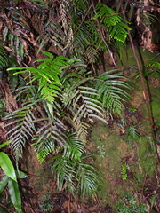 Tapeinidium pinnatum