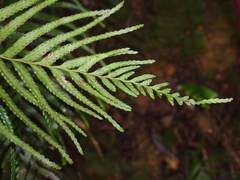 Tapeinidium pinnatum