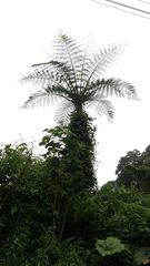 Sphaeropteris brunei