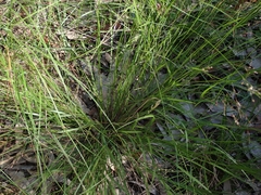 Panicum simile