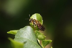 Euandrena