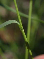 Panicum simile