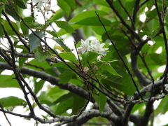 Alniphyllum pterospermum