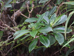 Fagraea ceilanica