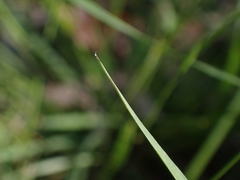 Panicum simile