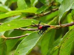 Vesta chevrolati