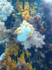 Aplidium opacum