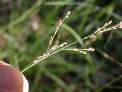 Panicum simile