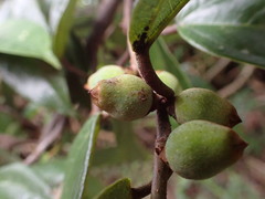 Ficus sarmentosa henryi