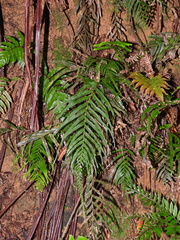 Tapeinidium pinnatum