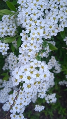 Spiraea cinerea