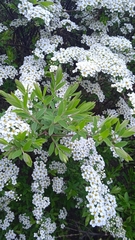 Spiraea cinerea