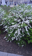 Spiraea cinerea
