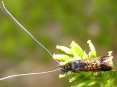 Nemophora raddei