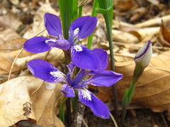 Iris rossii