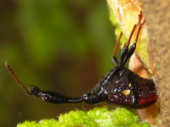 Paracycnotrachelus chinensis