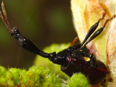 Paracycnotrachelus chinensis