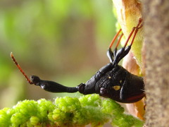 Paracycnotrachelus chinensis