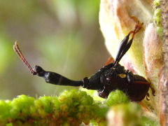 Paracycnotrachelus chinensis