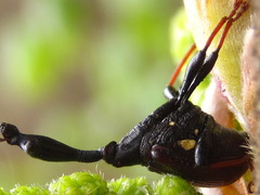 Paracycnotrachelus chinensis