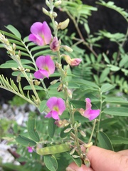 Tephrosia glomeruliflora