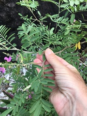 Tephrosia glomeruliflora