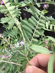 Tephrosia glomeruliflora