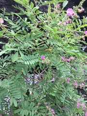Tephrosia glomeruliflora