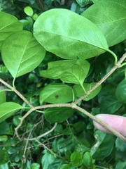 Cyclophyllum coprosmoides