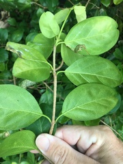 Cyclophyllum coprosmoides