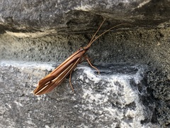Psychoglypha bella