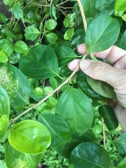 Cyclophyllum coprosmoides