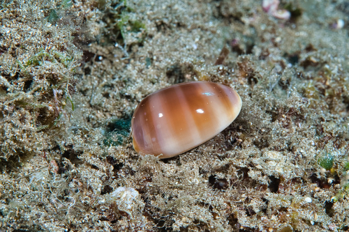 Cypraea schilderorum observed 2021-04-10